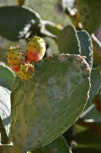 Close-up of prickly pear cactus