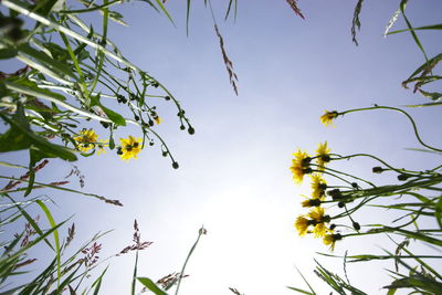 Low angle view of flower tree against sky