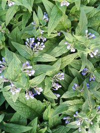 High angle view of fresh flowers in farm