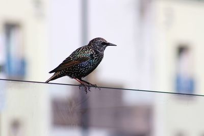 Close-up of bird perching on glass wall