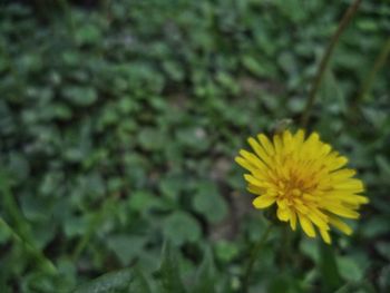 Close-up of yellow flowering plant