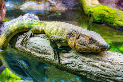 Close-up of lizard on tree