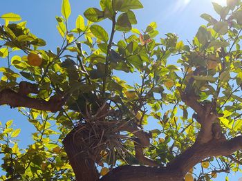 Low angle view of tree