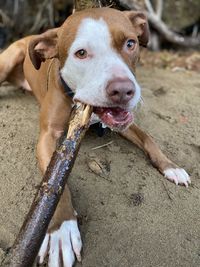 Puppy with a stick