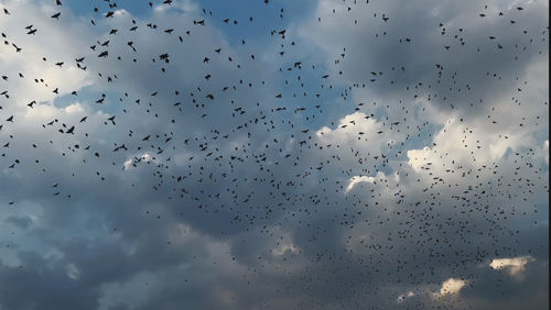 flock