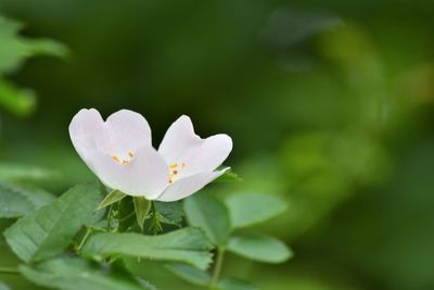 Close-up of white flowering plant