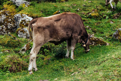 Side view of cow grazing on land