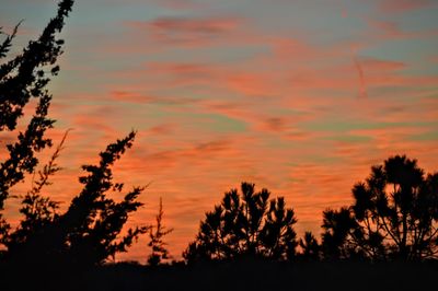 Low angle view of silhouette trees against sky during sunset