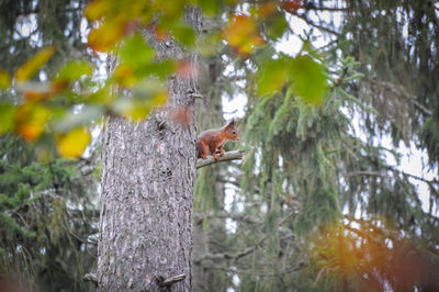 Low angle view of squirrel on tree