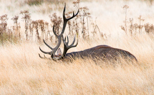 View of deer on field