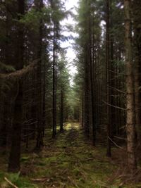 Trees growing in forest