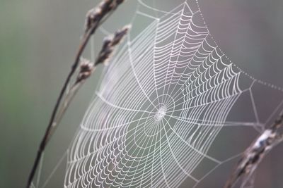 Close-up of spider web