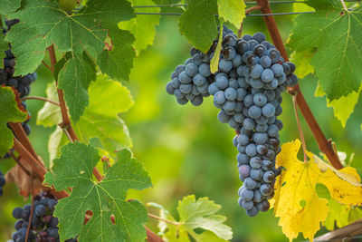 Beautiful bunch of black nebbiolo grapes with green leaves in the vineyards of barolo, langhe 