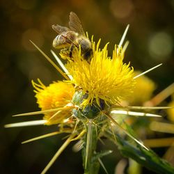 Close-up of insect on yellow flower