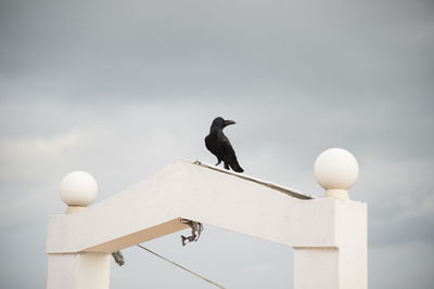 Low angle view of seagull perching on wall