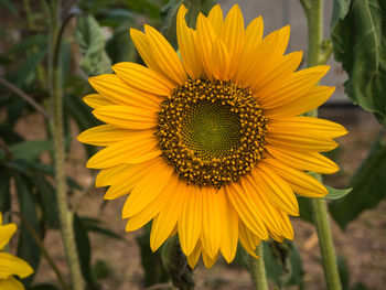 Close-up of sunflower