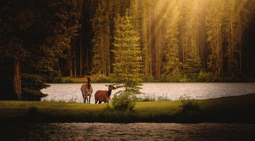 Deer by the countryside lake