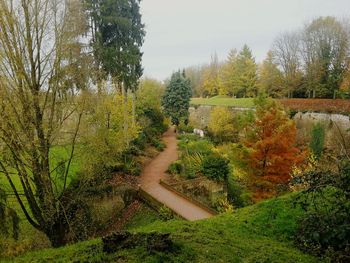 Trees growing on landscape