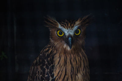 Close-up portrait of owl against blue sky