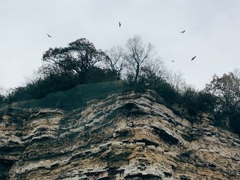 Low angle view of bird flying against the sky
