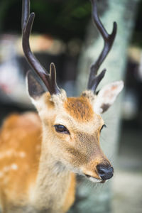 Close-up portrait of deer