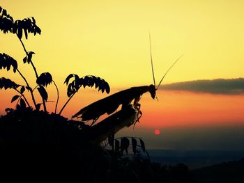 Scenic view of sunset