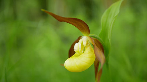 Close-up of yellow flowering plant