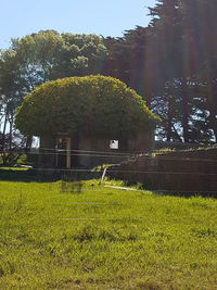 Scenic view of grass against sky