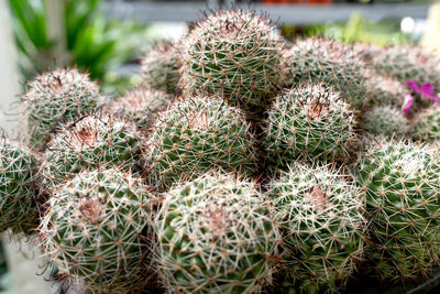 plant