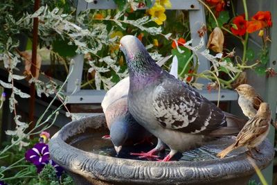 Close-up of pigeon perching on flower