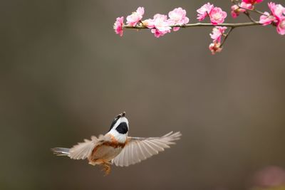 Bird flying