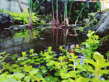 Water lily in lake