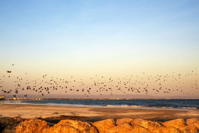 Flock of birds flying over sea at sunset