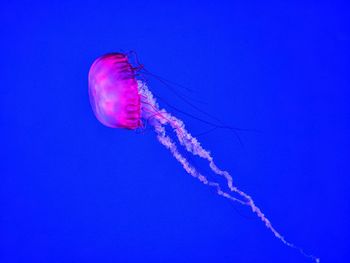 Close-up of jellyfish swimming in sea