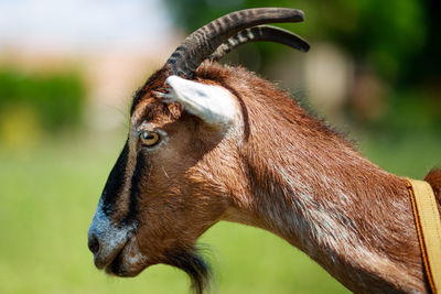 Close-up of goat