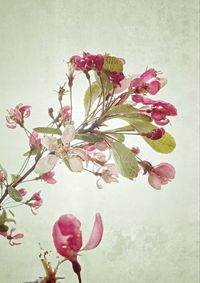 Close-up of pink flowers