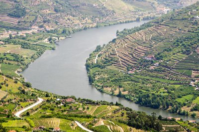 High angle view of river amidst trees