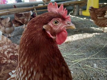 Close-up of a hen