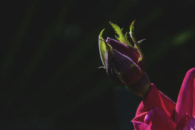 Close-up of red flowering plant