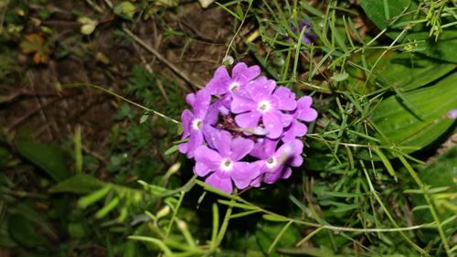 Close-up of purple flowers blooming outdoors