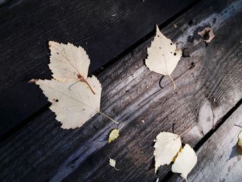 Close-up of weathered wooden wood