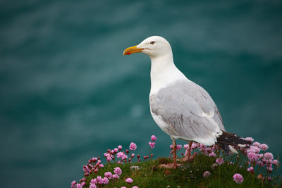 Close-up of seagull perching on flower