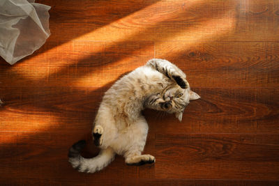 Cat sleeping on hardwood floor