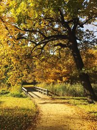 Trees in park