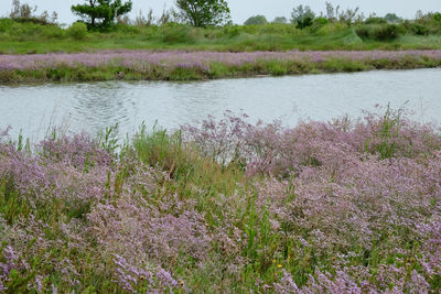 Scenic view of lake and pink flowering plants