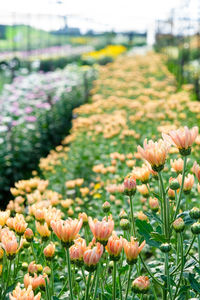 Close-up of flowering plants on field