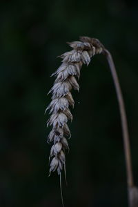 Close-up of wilted plant