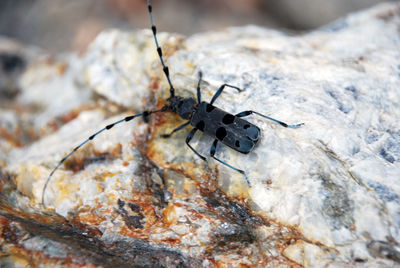 Close-up of insect on rock