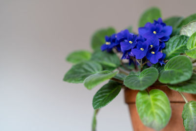 Close-up of purple flowering plant