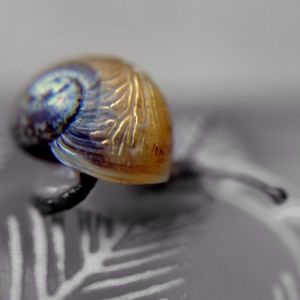 snail